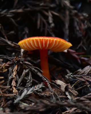 Orange Ribbed Mushroom