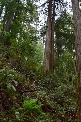Hillside Redwoods