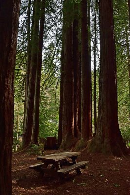 Restful Spot Among the Redwoods