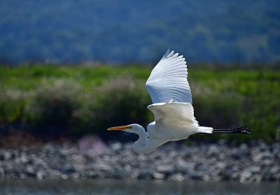 Great Egret Glide
