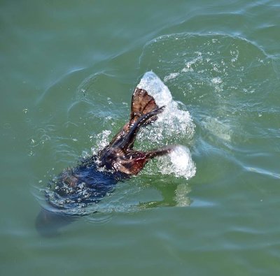 Sea Otter Dive