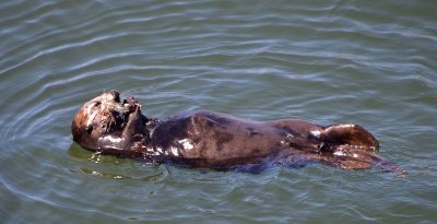 Laid Back Sea Otter