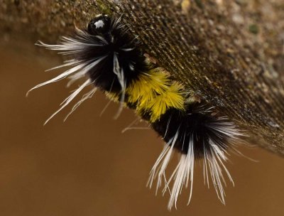 Caterpillar Feet