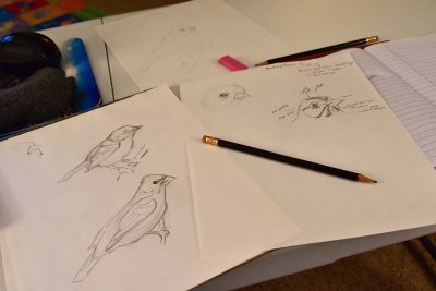 First Bird Sketches