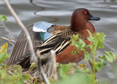 Cinnamon Teal Showing Wing Colors