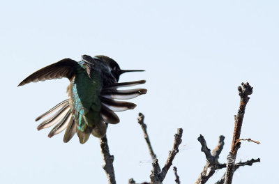 Hummer Stretch