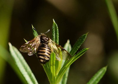 Honeysuckle Sawfly