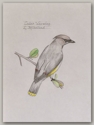 Cedar Waxwing Sketch