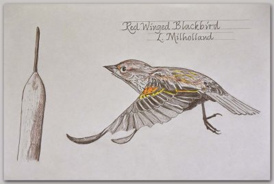 Immature Red-Winged Blackbird Sketch