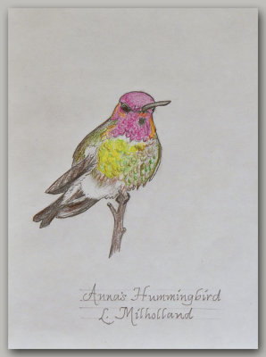 Anna's Hummingbird Sketch