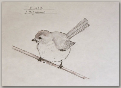 Bushtit Sketch