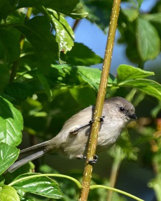 Watching Me From the Branch