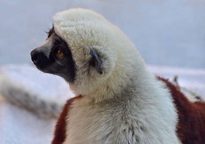 Sifaka Profile