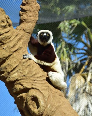 Sifaka In Tree