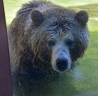 W 311 WetBearFace.jpg