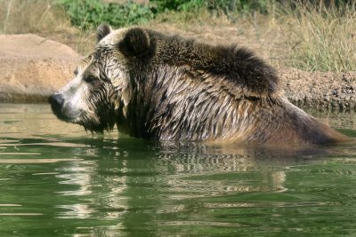 W 304 GrizzlySwimC.jpg