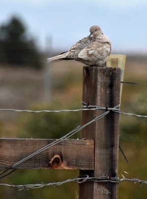 Another Eurasian Collared Dove