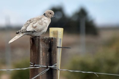 Eurasian Collared Dove