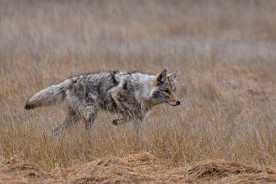 Coyote Ready to Pounce in Yellowstone