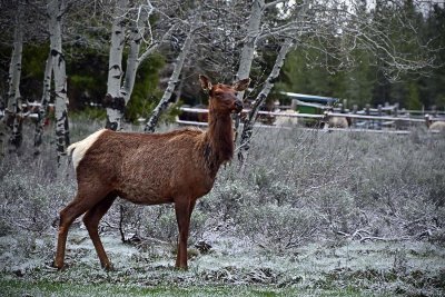 Elk Out Our Back Door - Grand Tetons