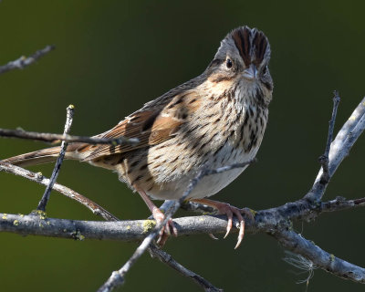 Lincoln Sparrow