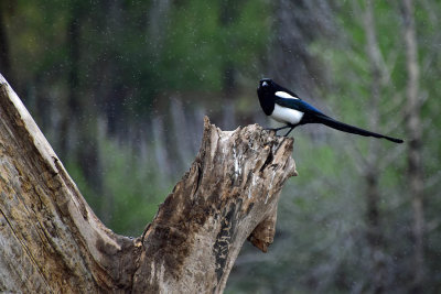 Magpie In The Rain