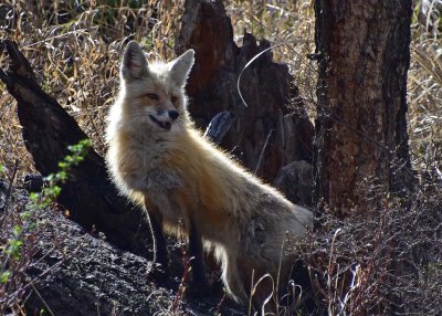Red Fox in Yellowstone