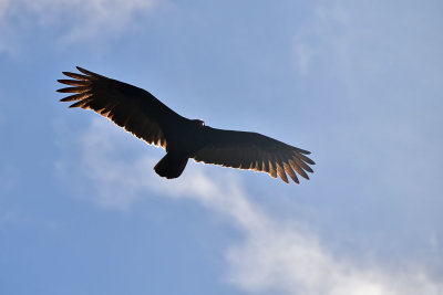 Turkey Vulture