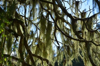 Old Man's Beard