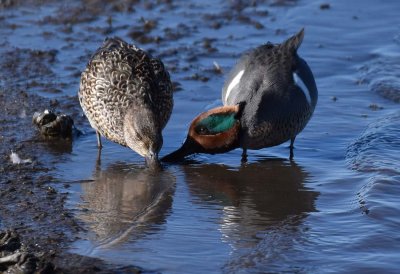 Mr. & Mrs. Green Winged Teal