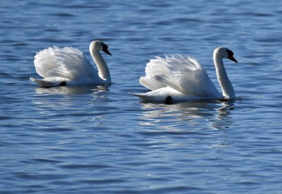Two Mute Swans Spread