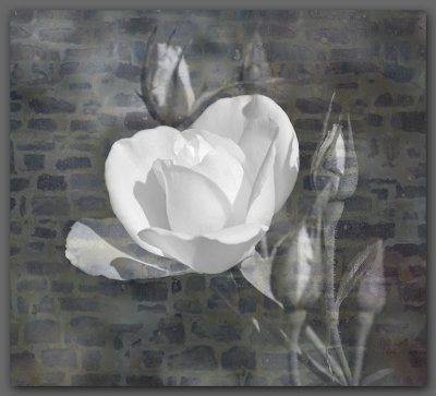 White Rosebud on Brick