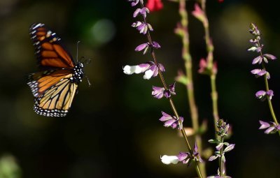 Monarch Flying In