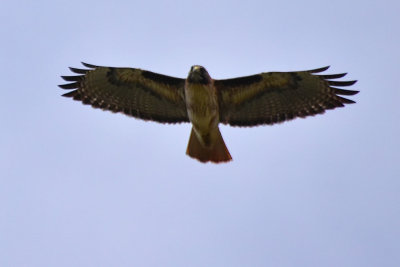 Red-Tailed Hawk