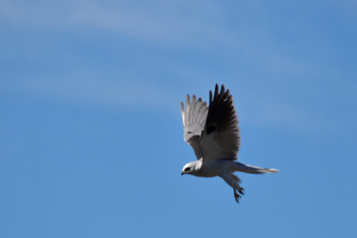 White Tailed Kite Hover