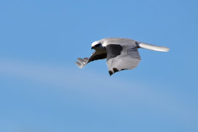 White Tailed Kite Glide