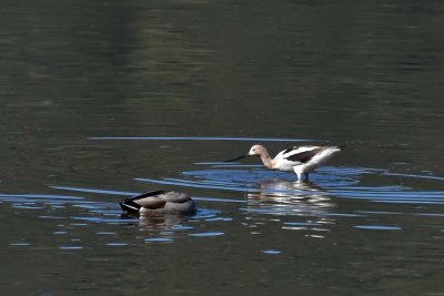 Avocet and Headless Mallard