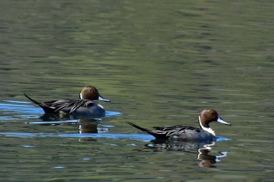 Two Pintails
