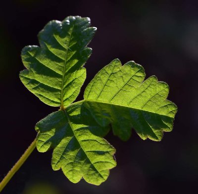 Green Lit Poison Oak Leaves