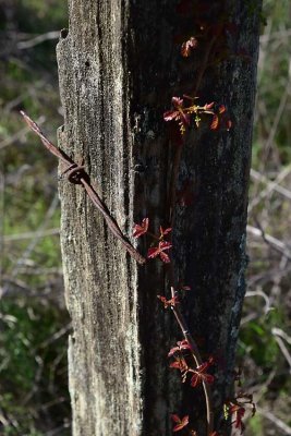 Old Post with Poison Oak