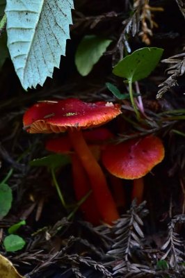 Three Red Mushrooms