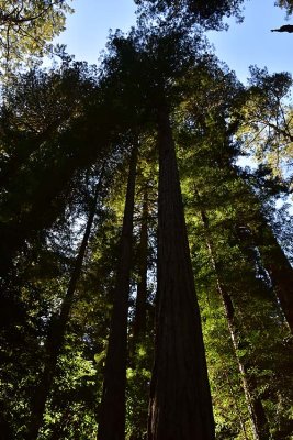 Tall Lit Redwoods