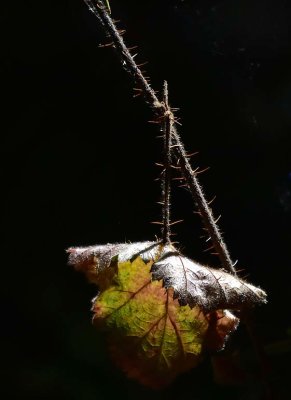 Dying Leaf