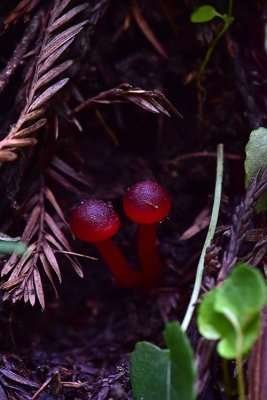 Two Tiny Red Mushrooms