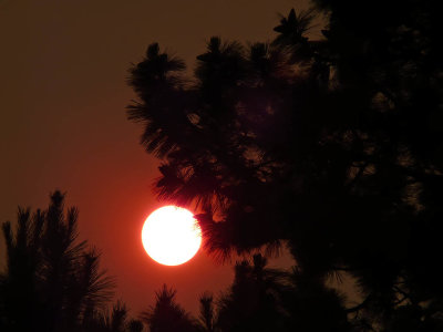 White Sun, Smoky Orange Sky, & Pines