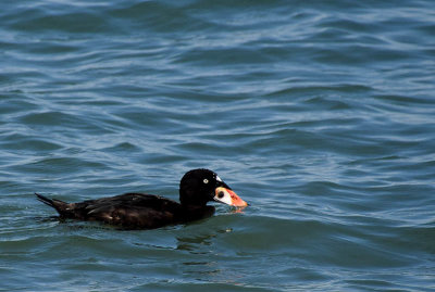 Surf Scoter at Aquatic Park