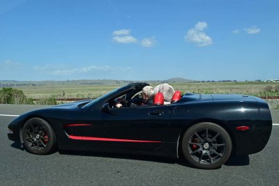 Corvette and Furry Passenger