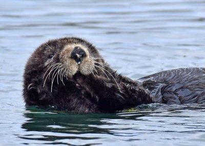 Fluffy Sea Otter