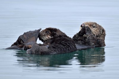 Otter Mom and Pup