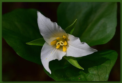 Western Trillium